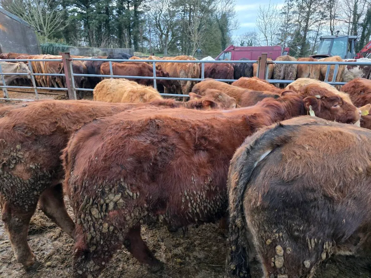 Weanlings  bulls - Image 4