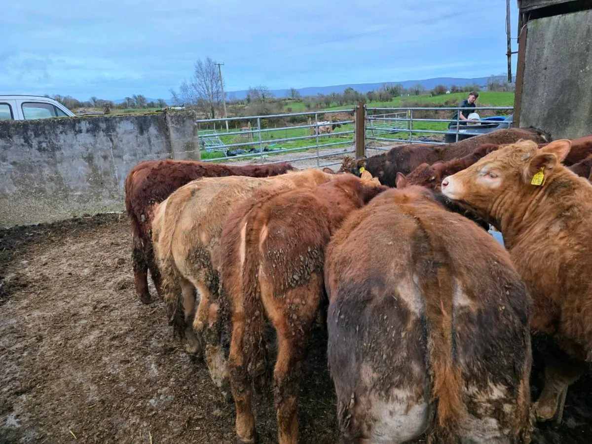 Weanlings  bulls - Image 1