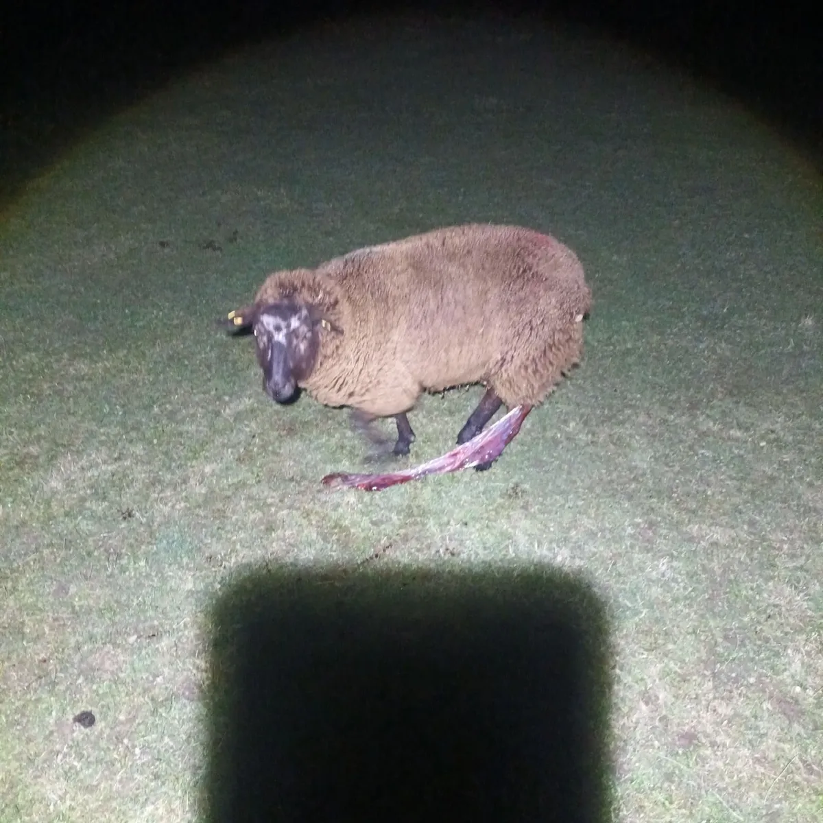 Foster ewe - Image 1
