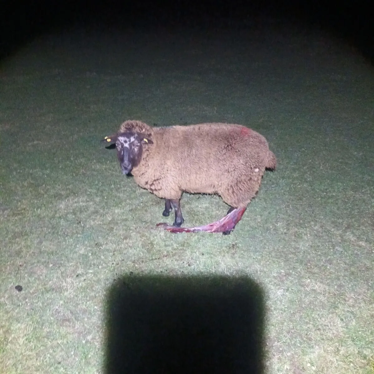 Foster ewe - Image 2