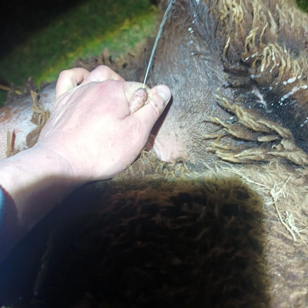 Foster ewe - Image 3