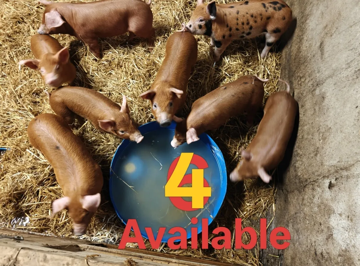 Weaner pigs - Image 1
