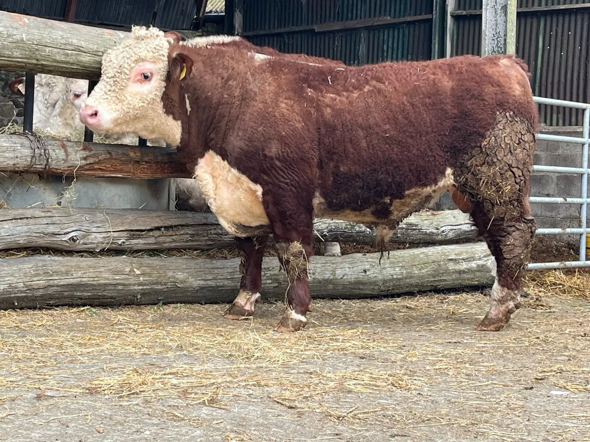 Hereford Bull - Image 1