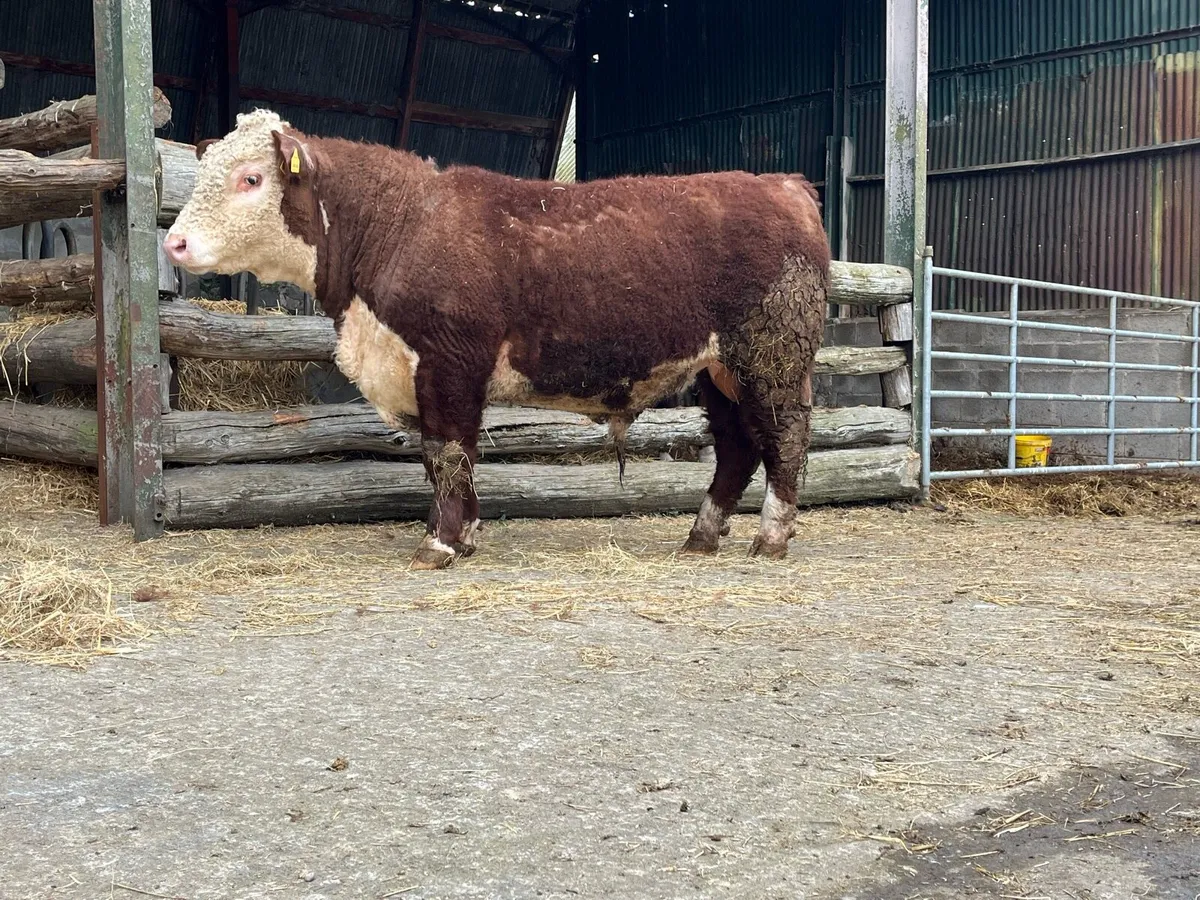 Hereford Bull - Image 2