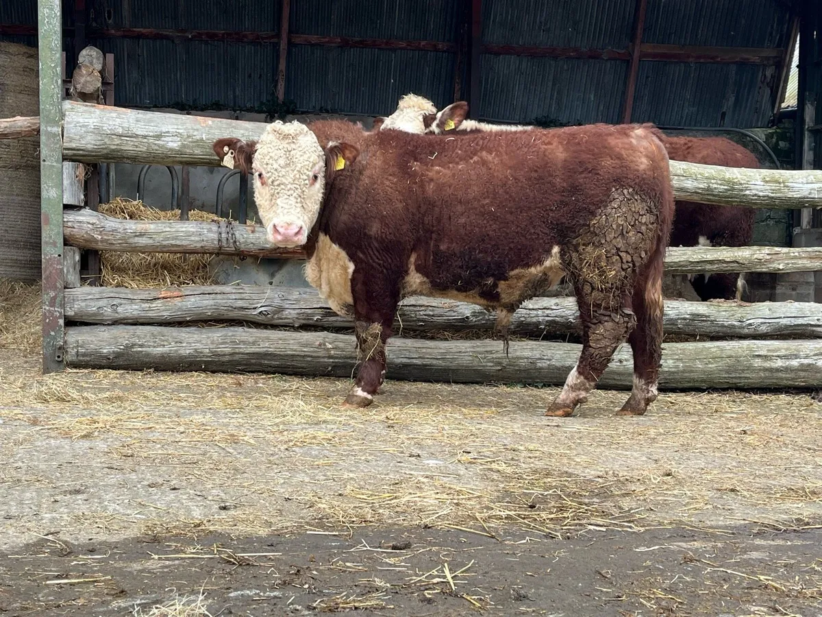 Hereford Bull - Image 3