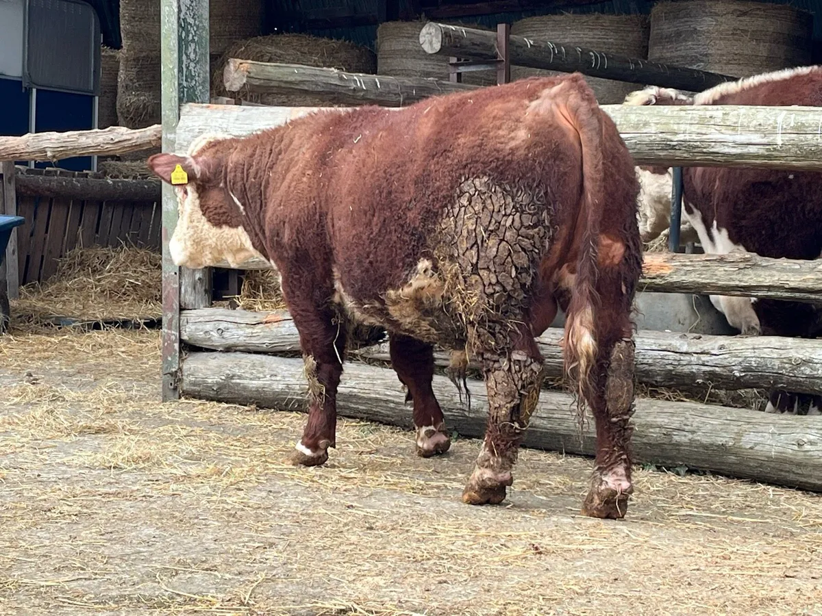 Hereford Bull - Image 4