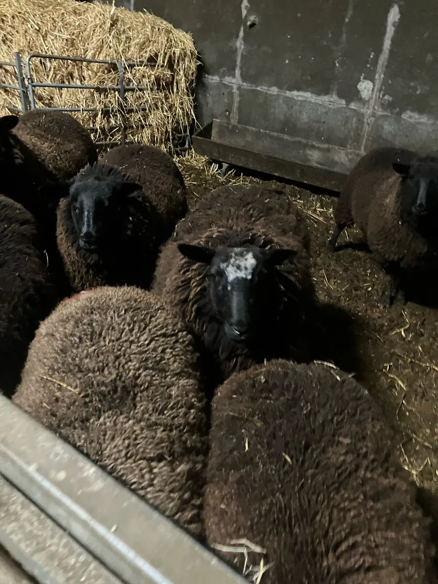 Dutch spotted X Suffolk ewe hoggets - Image 1