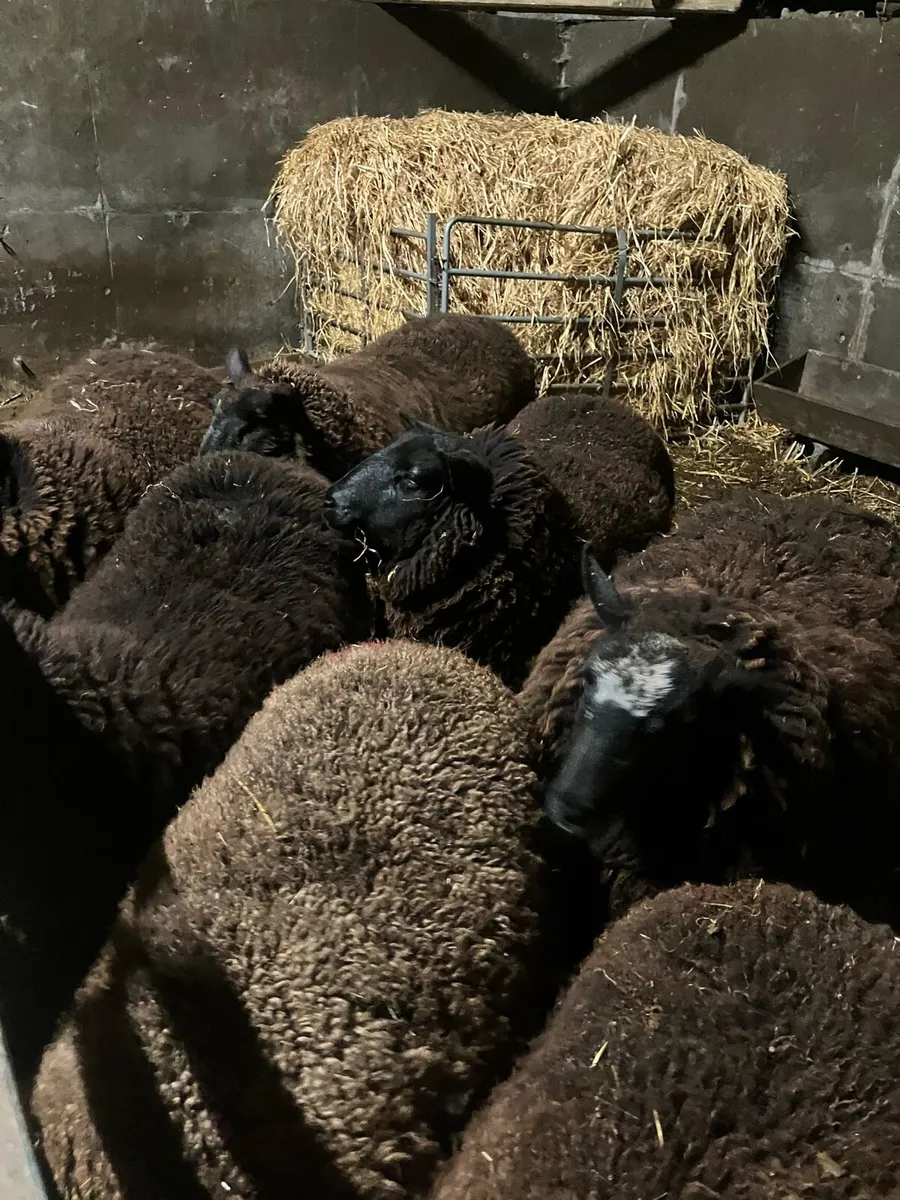 Dutch spotted X Suffolk ewe hoggets - Image 3