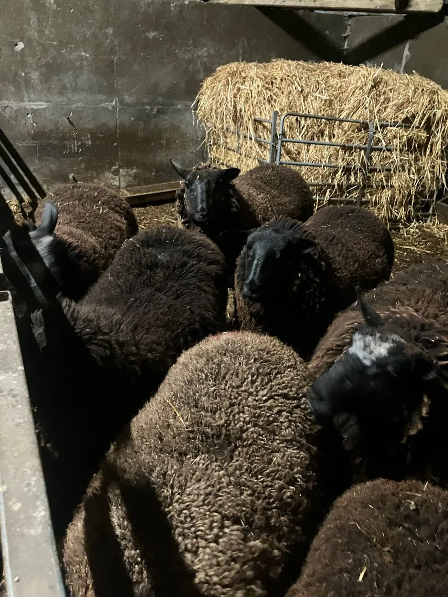 Dutch spotted X Suffolk ewe hoggets - Image 4