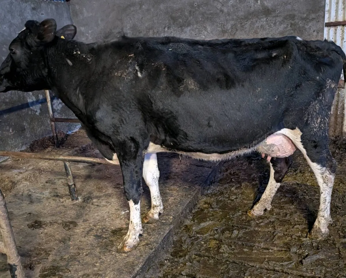 High Cell Count Cow - Image 1