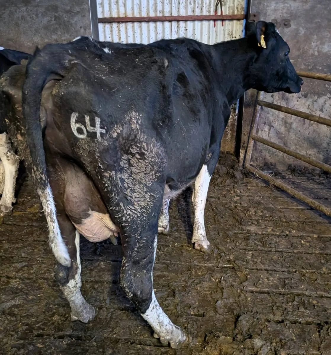 High Cell Count Cow - Image 2