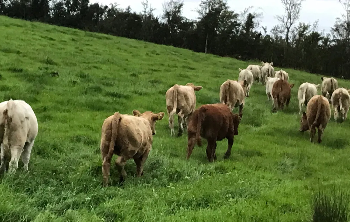 Thanks Stephen  • GORTEEN  • SLIGO - Image 1