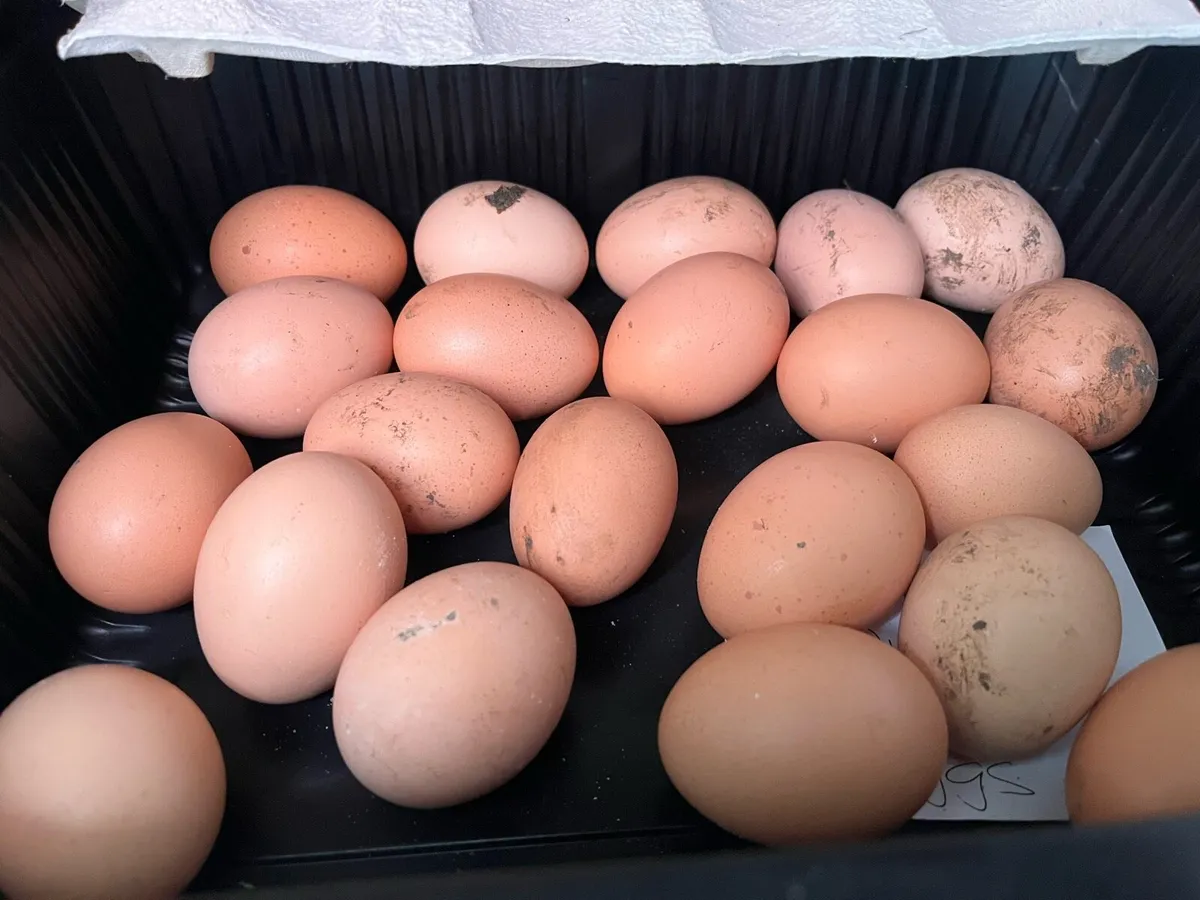 Poultry +Fertile eggs heritage breeds hen + duck - Image 1