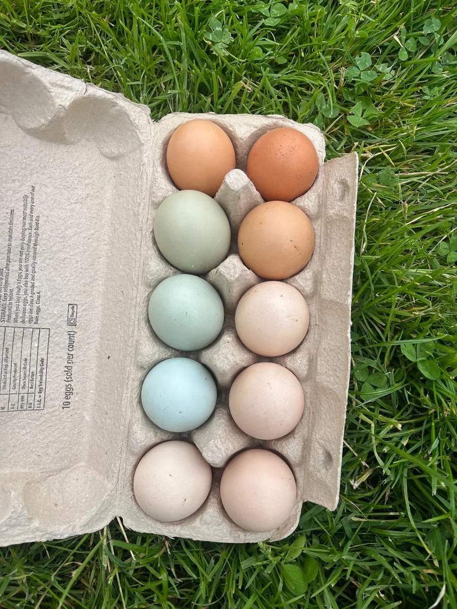 Poultry +Fertile eggs heritage breeds hen + duck - Image 3