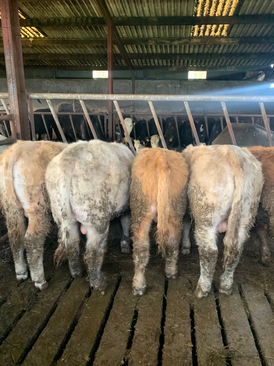 5 Super Quality Yearling  Bullocks - Image 3