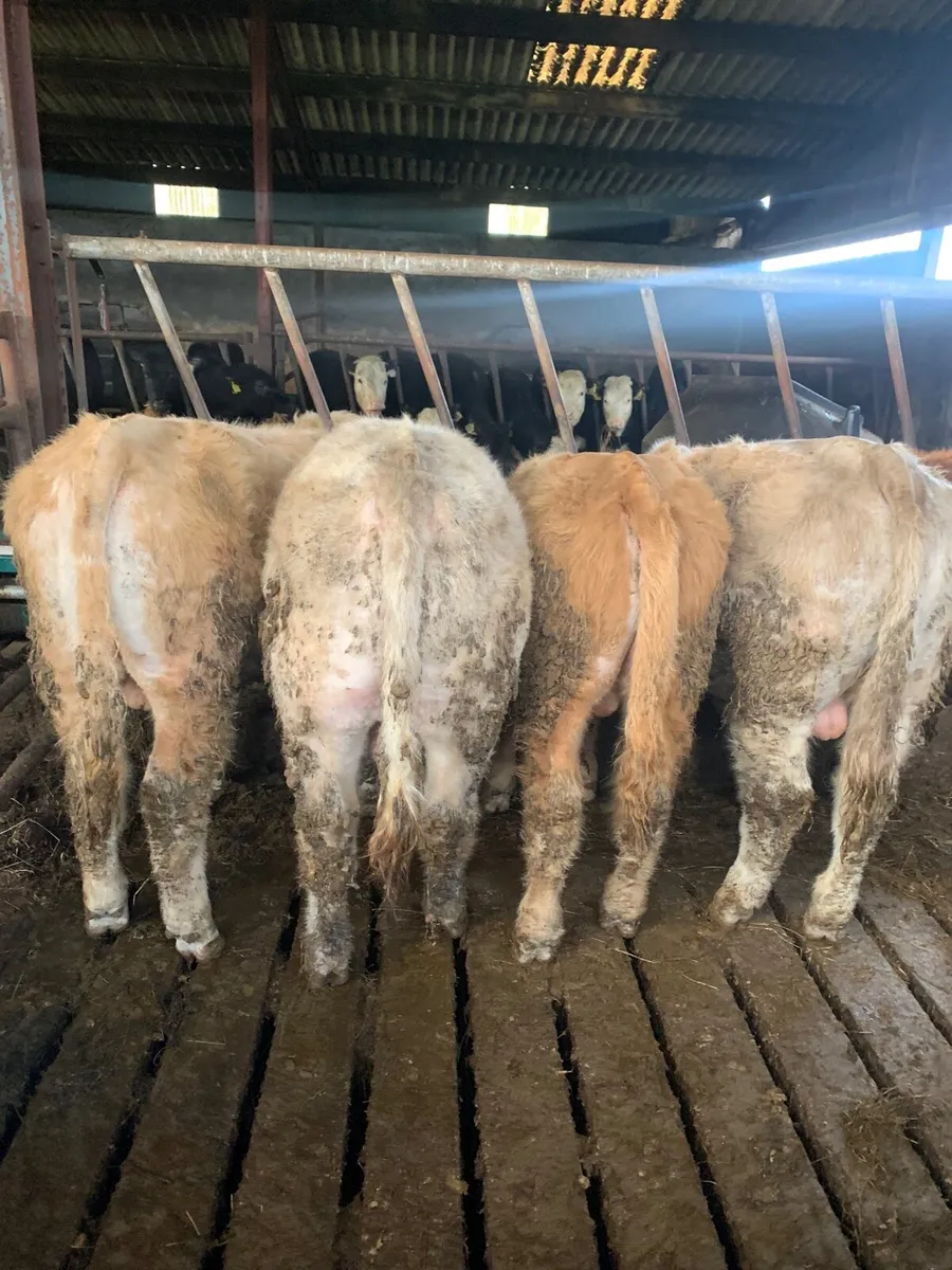 5 Super Quality Yearling  Bullocks - Image 4