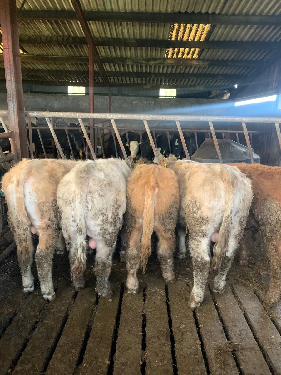 5 Super Quality Yearling  Bullocks - Image 1