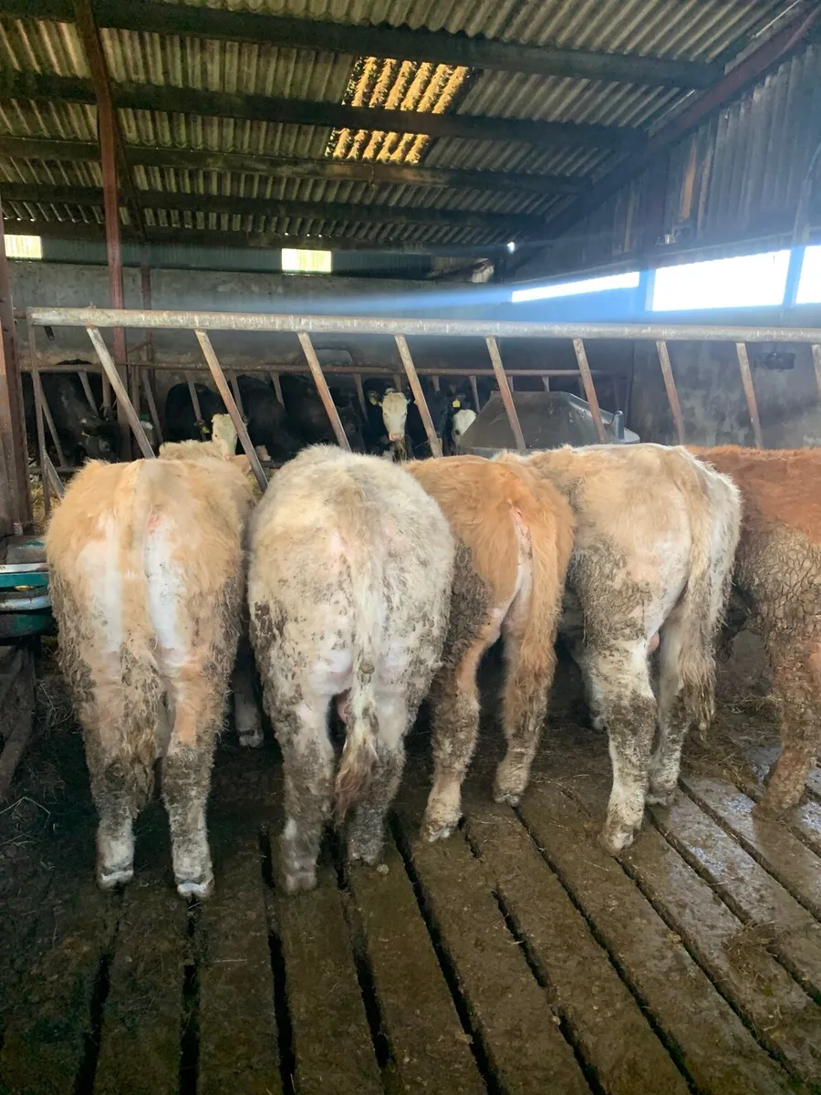 5 Super Quality Yearling  Bullocks - Image 2