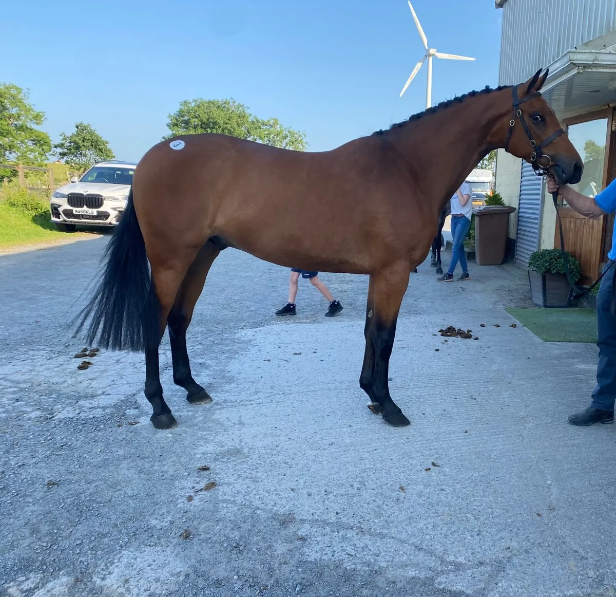 4 year old Bay Gelding - Image 3