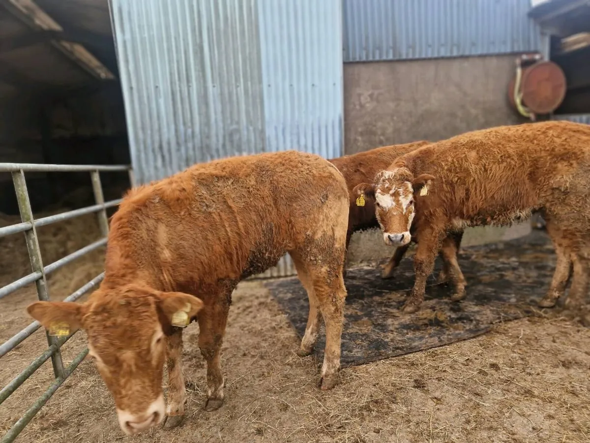 Breeding Heifers - Image 4