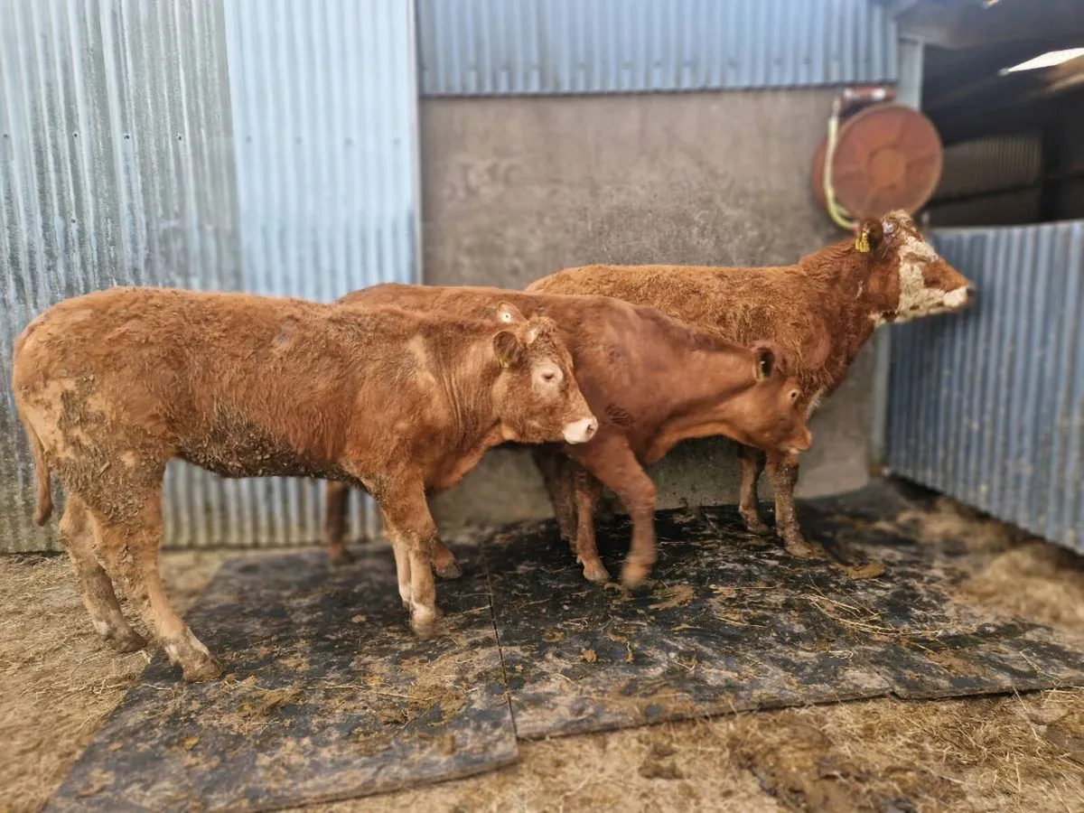 Breeding Heifers - Image 2
