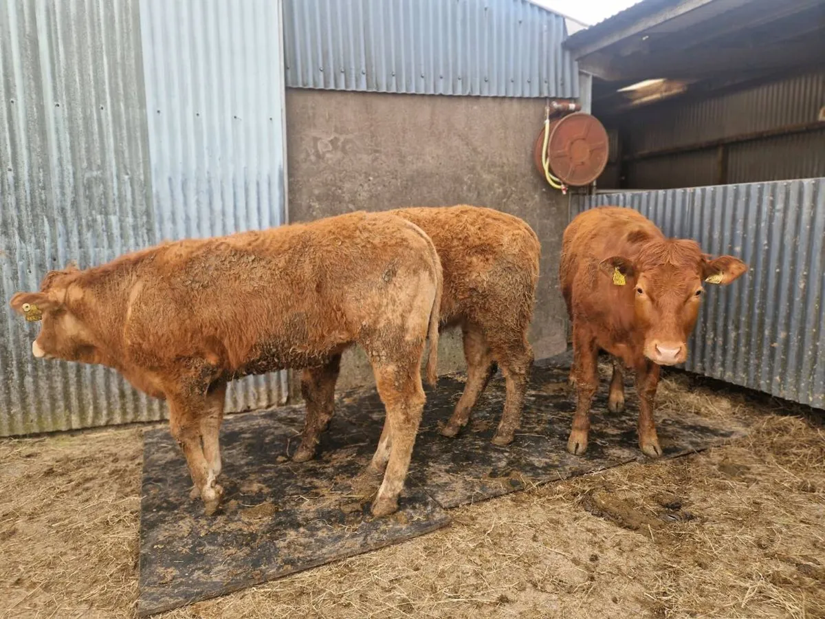 Breeding Heifers - Image 3