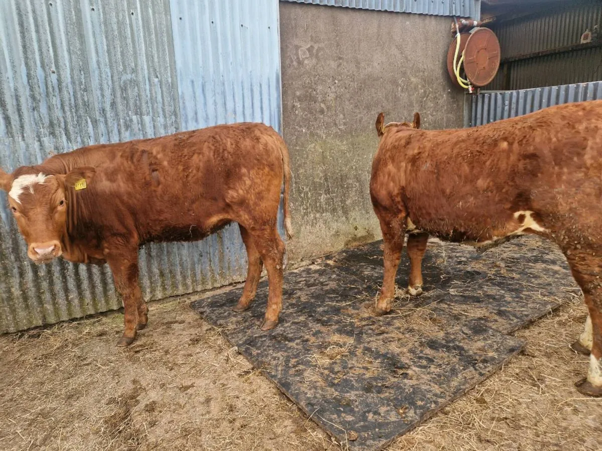 4 star genotype Breeding heifers - Image 1