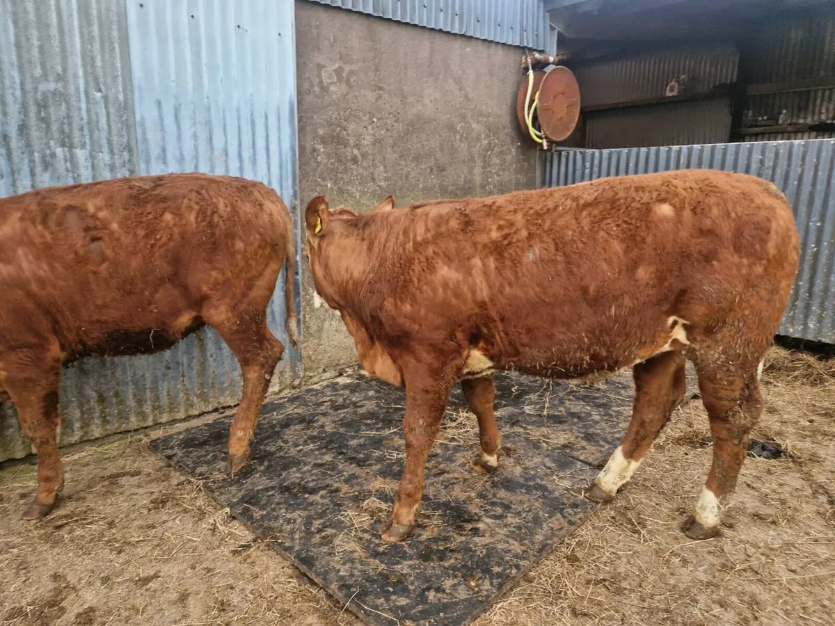 4 star genotype Breeding heifers - Image 2