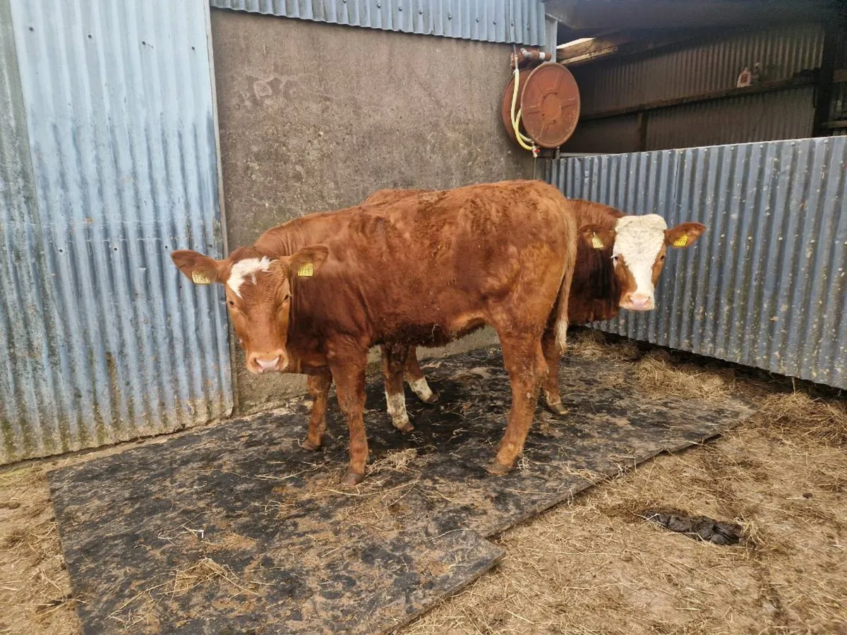 4 star genotype Breeding heifers - Image 3