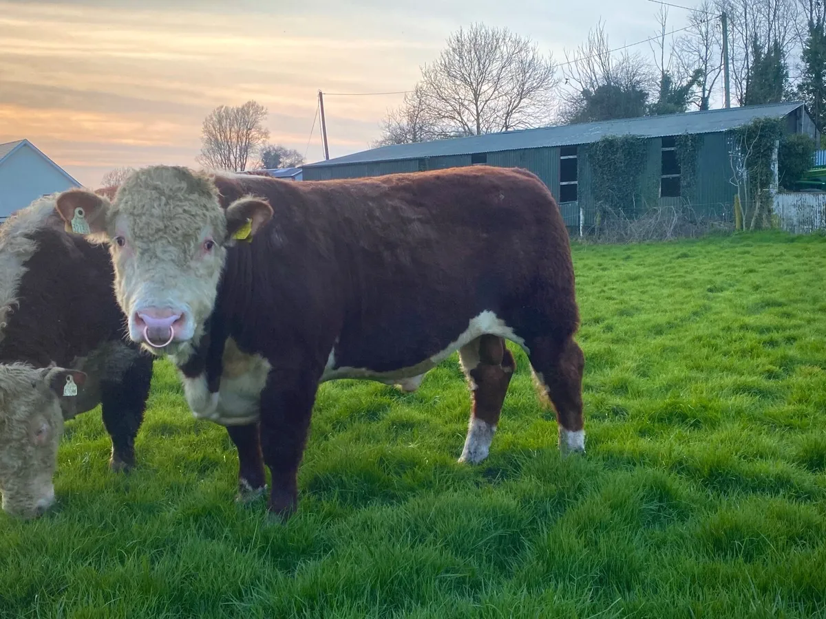5 star Hereford bulls - Image 1