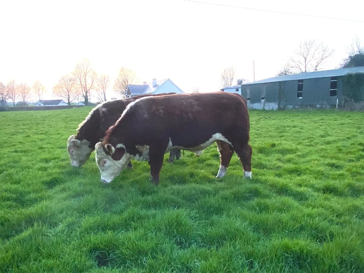 5 star  Hereford bulls - Image 4