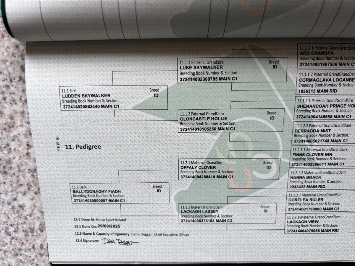 Rid filly for sale - Image 2