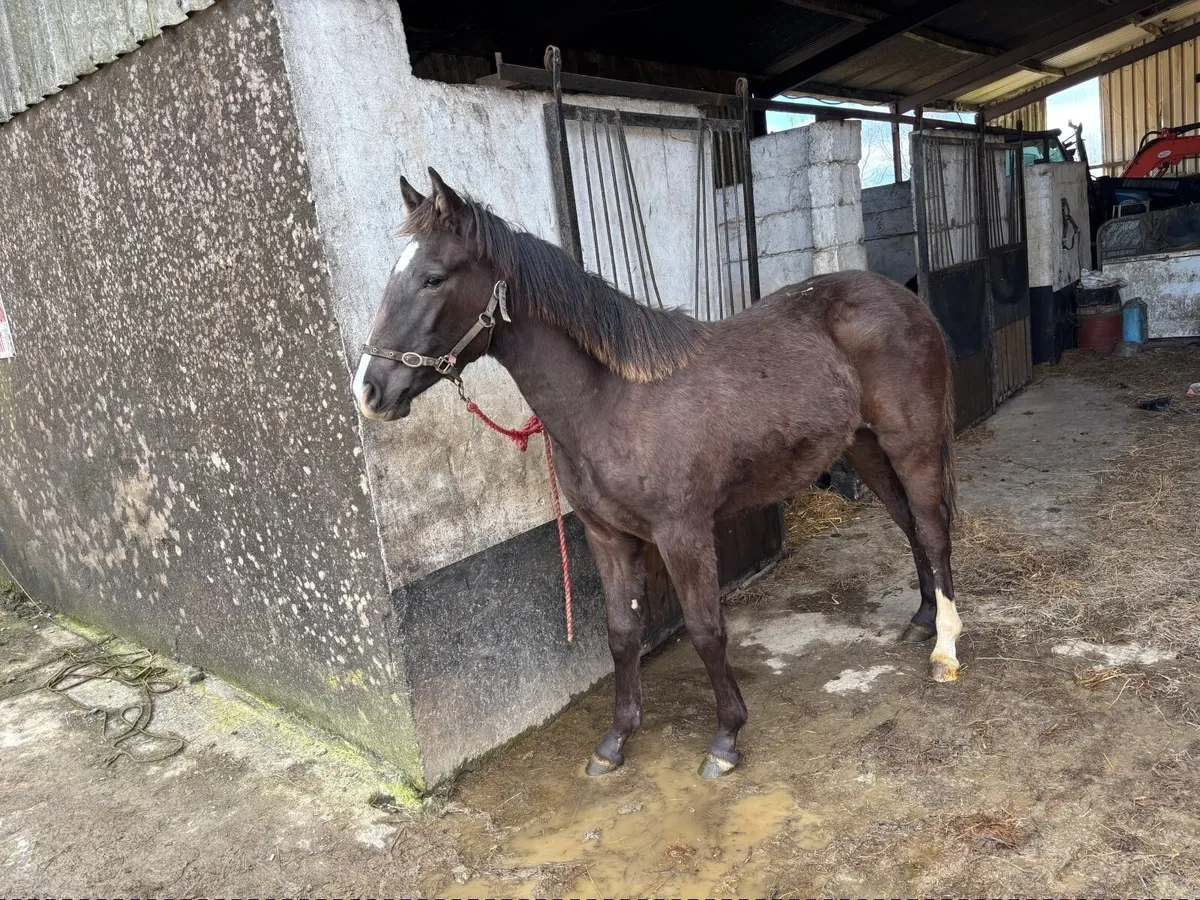 Rid filly for sale - Image 1
