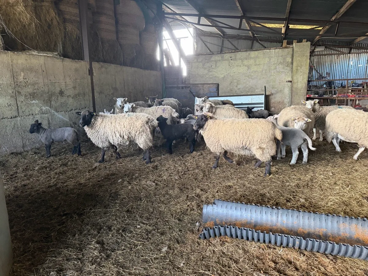 14 ewes with 16 lambs - Image 2