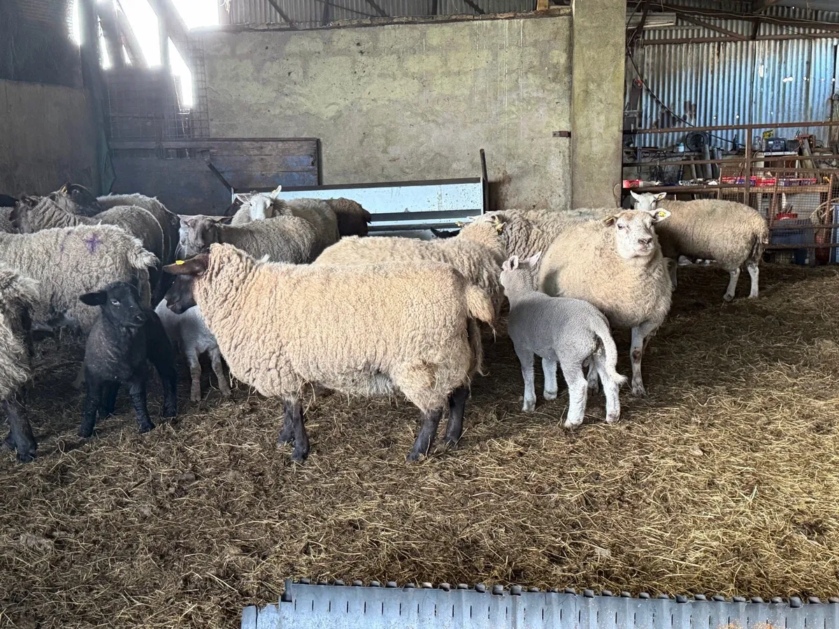 14 ewes with 16 lambs - Image 4
