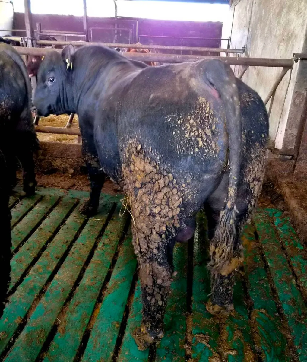 3 Pedigree Angus Bulls - Image 1