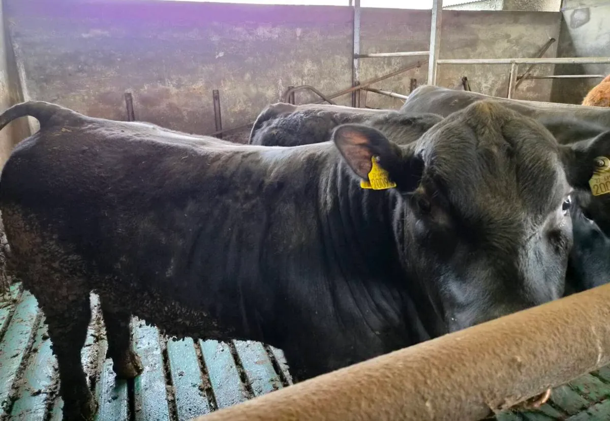 3 Pedigree Angus Bulls - Image 3