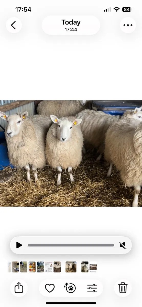 Ewe hoggets - Image 3