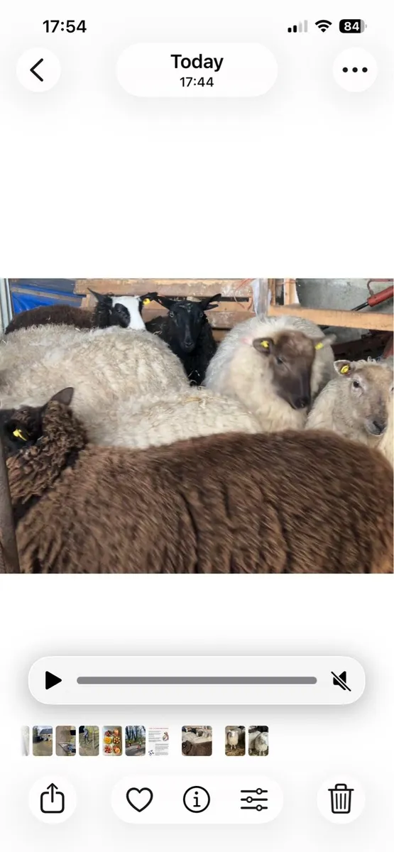 Ewe hoggets - Image 4