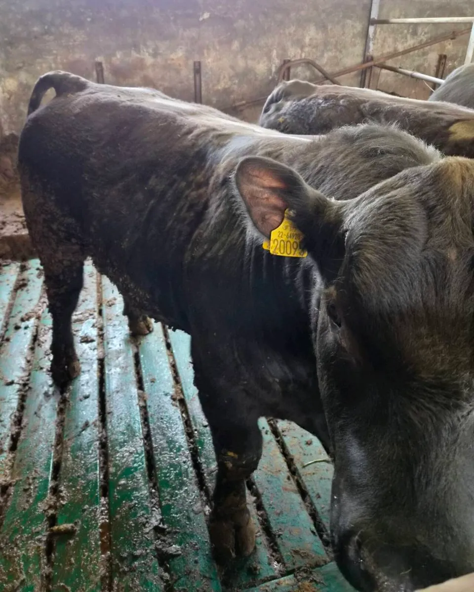 3 Pedigree Angus Bulls - Image 4