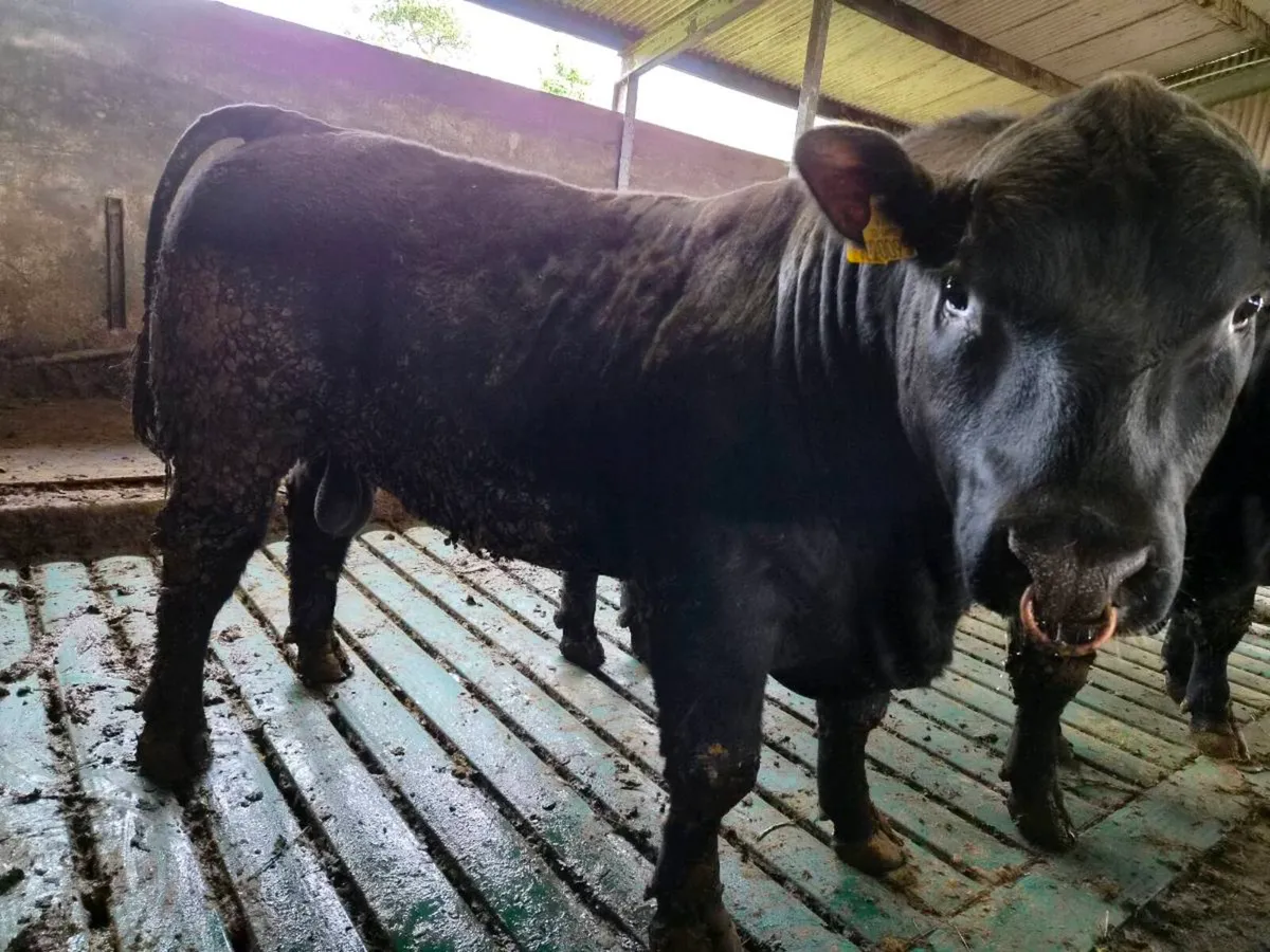 3 Pedigree Angus Bulls - Image 2