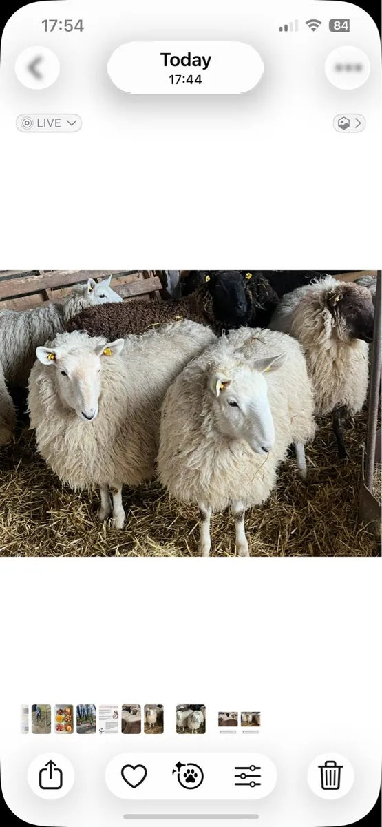 Ewe hoggets - Image 2