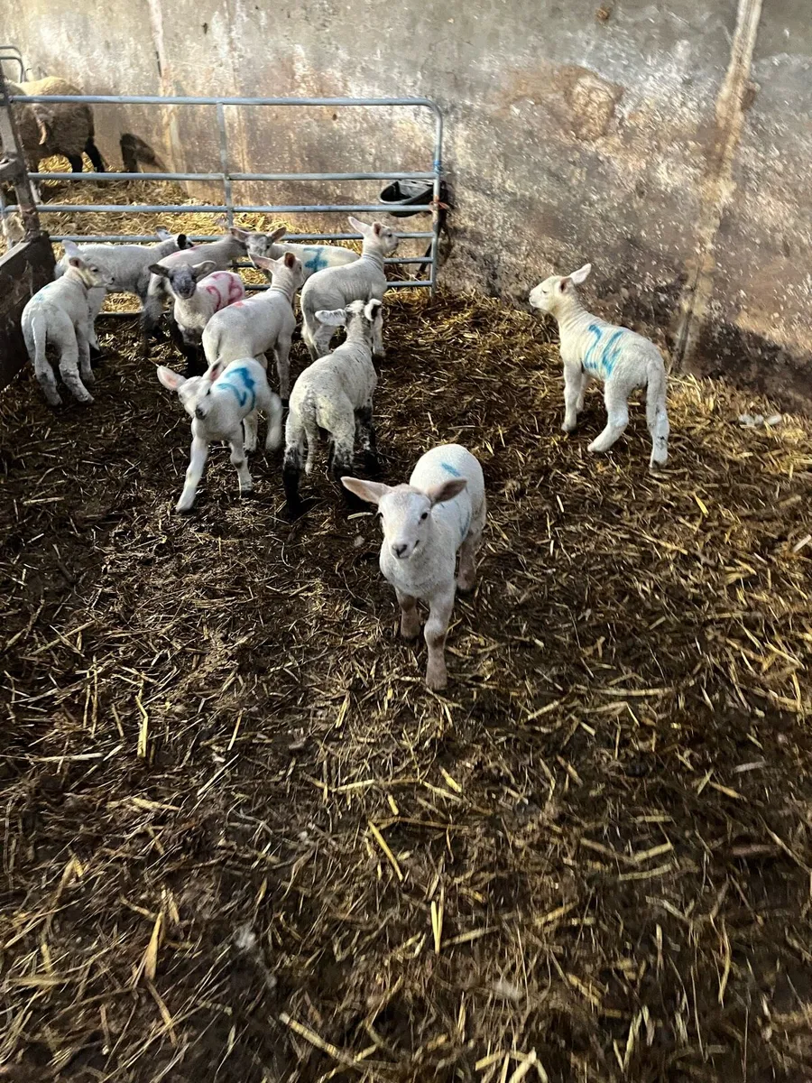 Ewes and lambs - Image 1