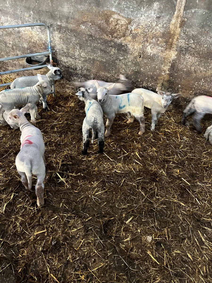 Ewes and lambs - Image 3