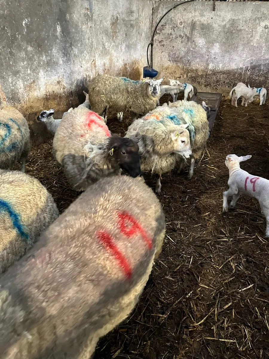 Ewes and lambs - Image 4