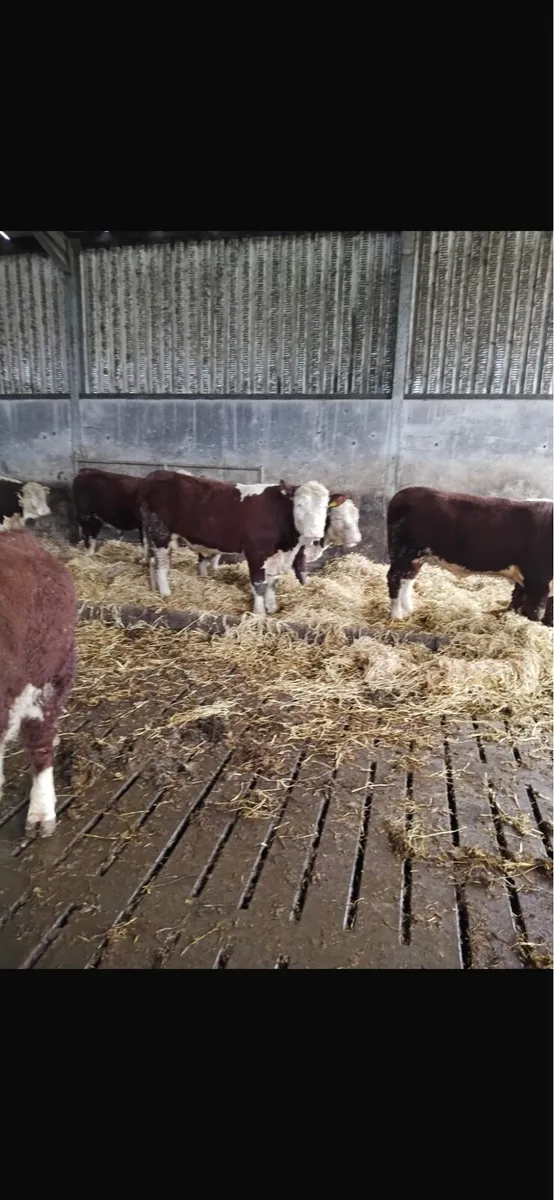 Hereford bull - Image 1