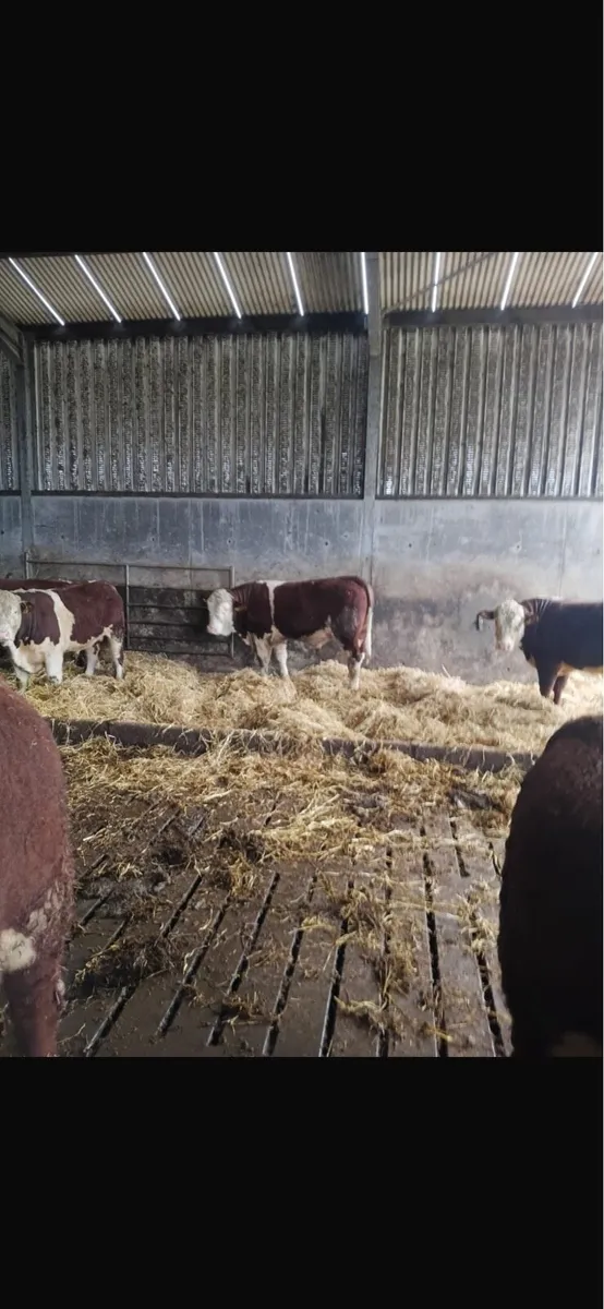 Hereford bull - Image 2