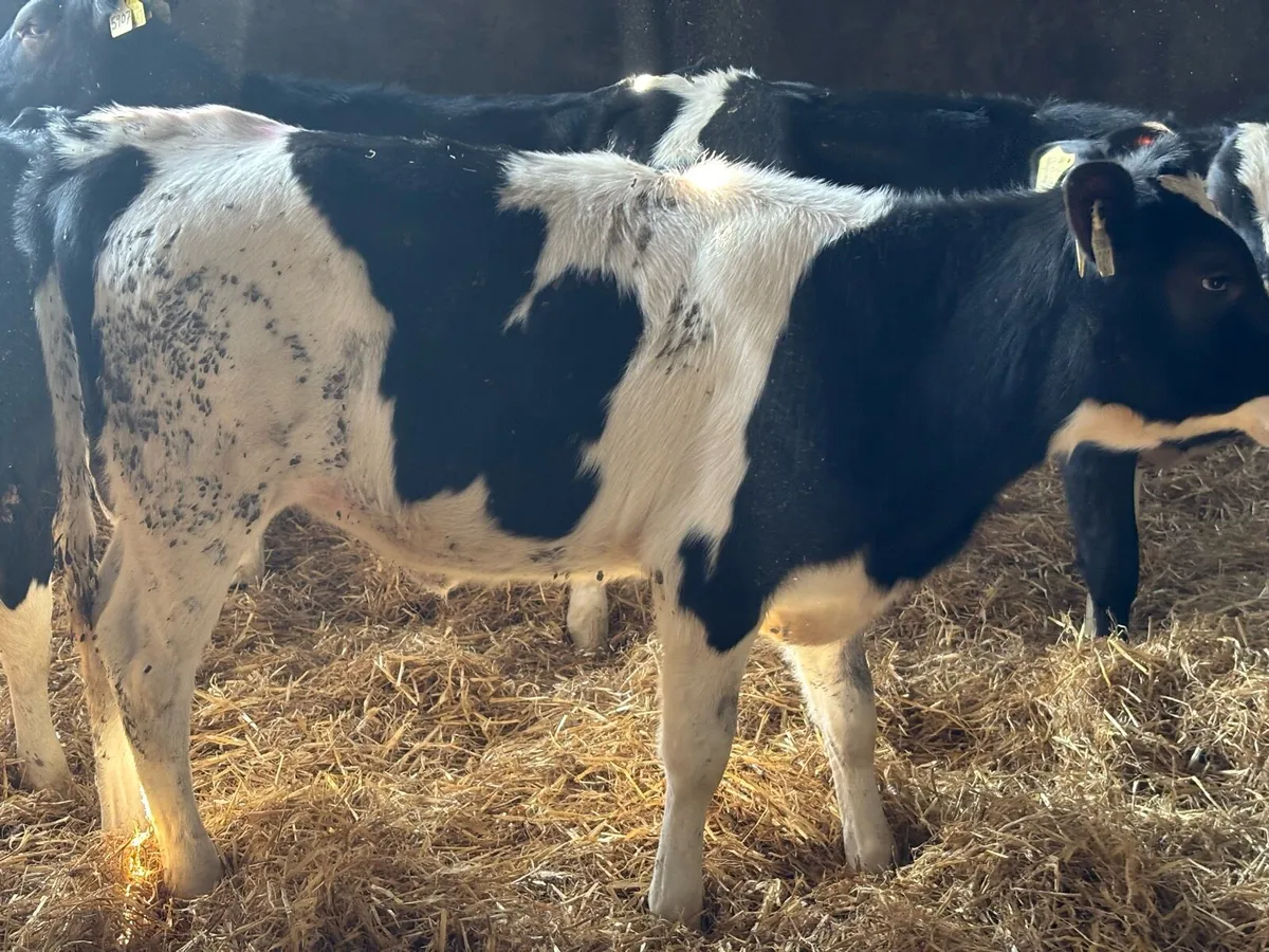 Autumn born Hol fr calves - Image 3