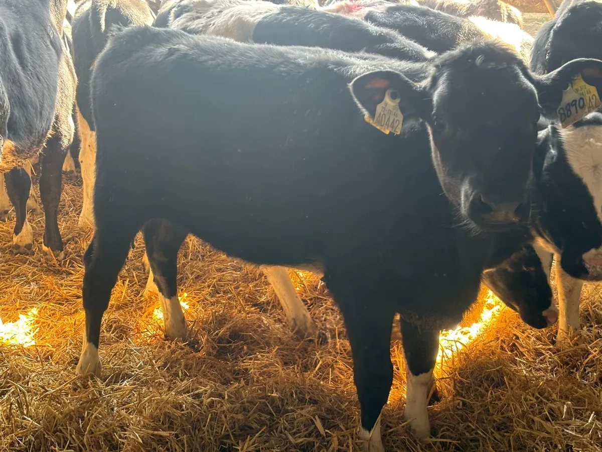 Autumn born Hol fr calves - Image 4