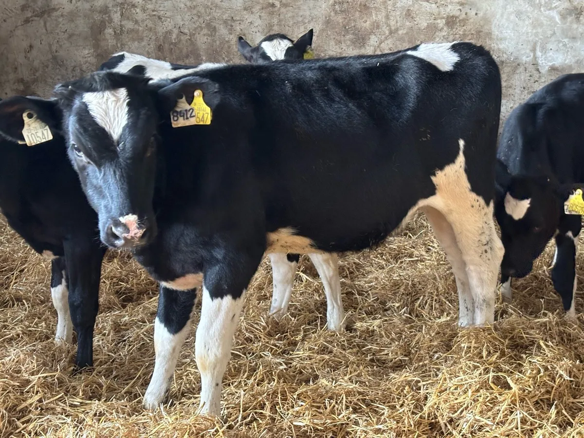 Autumn born Hol fr calves - Image 1